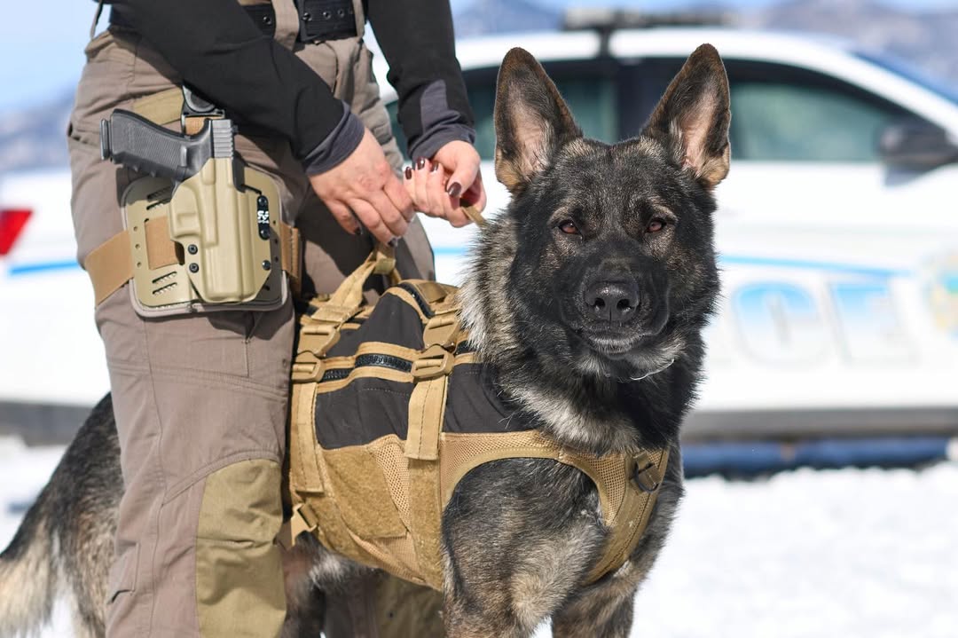 Vom Haus Highlands German Shepherd