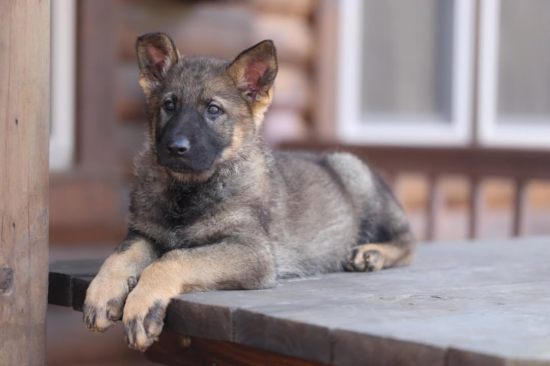 Vom Haus Highlands German Shepherd puppy