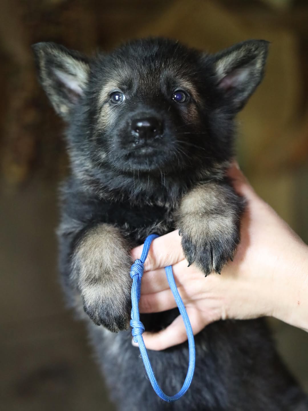 Vom Haus Highlands German Shepherd puppy