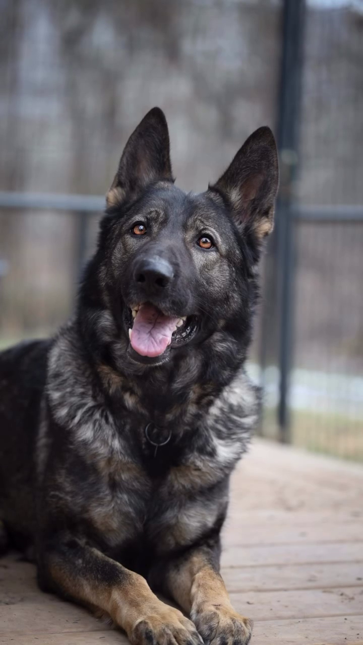 Vom Haus Highlands German Shepherd puppy